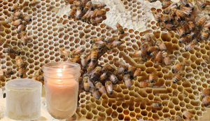 Local Beeswax | Cappings  | NJ